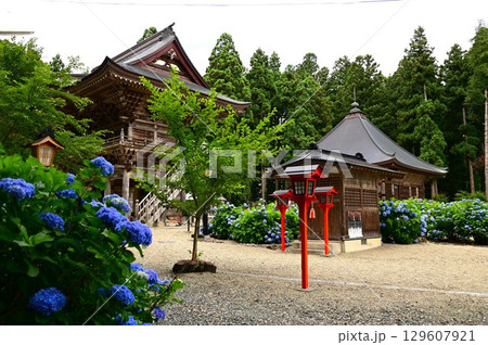 アジサイが満開 音羽山 清水寺 129607921