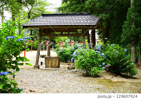 アジサイが満開 音羽山 清水寺 アジサイが満開 音羽山 清水寺 129607924