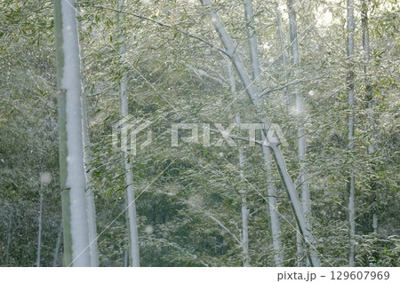 雪積もる京都西山の竹林 129607969