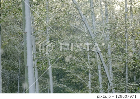 雪積もる京都西山の竹林 129607971