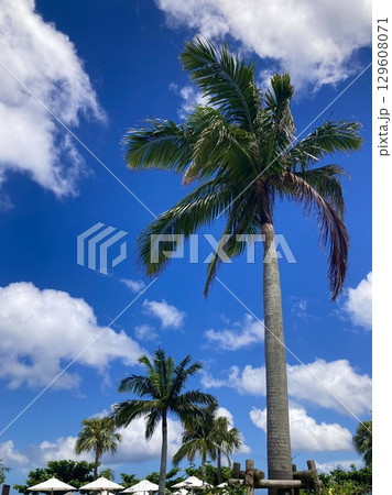 夏の青空に映えるヤシの木 129608071