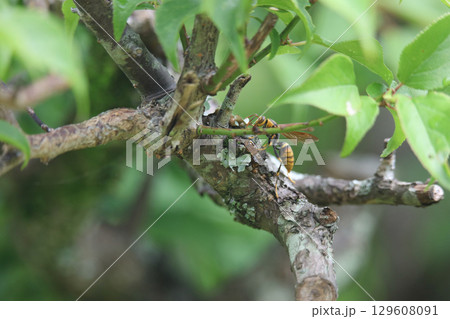 木にとまるアシナガバチ 129608091