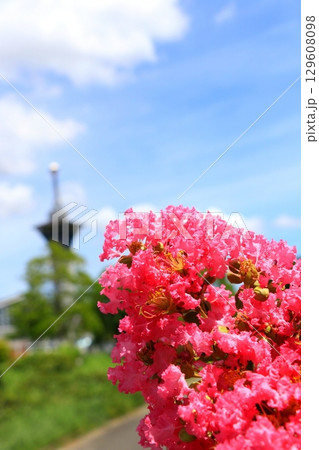 いのちの塔を臨むサルスベリの花 129608098