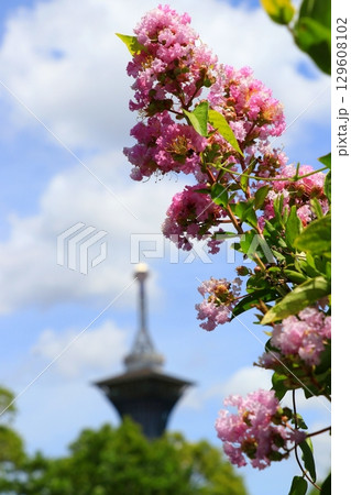 サルスベリの花といのちの塔 129608102