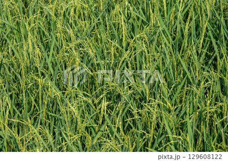 Rice paddy field in rural Thailand. Thailand has a strong tradition of rice production. It has the fifth largest amount of rice cultivation in the world. Rice paddy field in rural Thailand. Thailand has a strong tradition of rice production. It has the fifth largest amount of rice cultivation in the world. 129608122