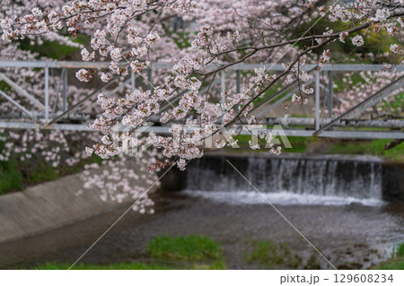 京都府綴喜郡井手町玉川の桜を撮影 129608234