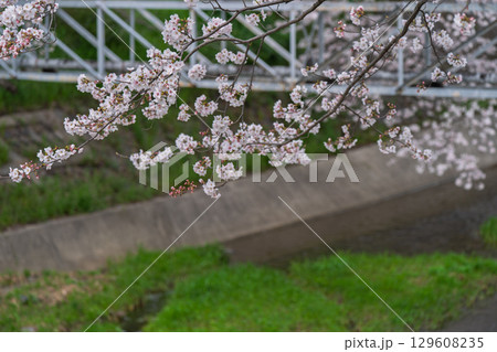 京都府綴喜郡井手町玉川の桜を撮影 129608235