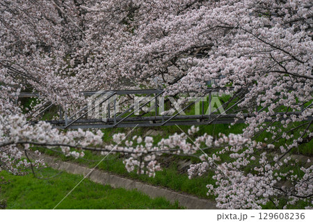 京都府綴喜郡井手町玉川の桜を撮影 129608236