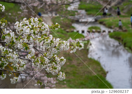 京都府綴喜郡井手町玉川の桜を撮影 129608237