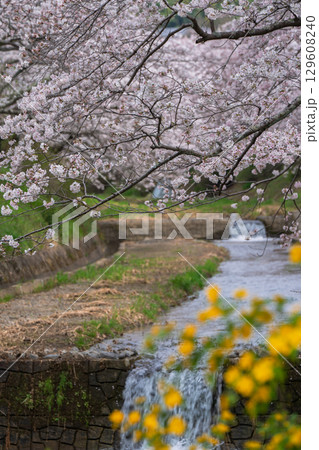 京都府綴喜郡井手町玉川の桜を撮影 129608240