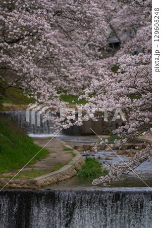 京都府綴喜郡井手町玉川の桜を撮影 129608248