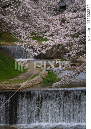 京都府綴喜郡井手町玉川の桜を撮影 京都府綴喜郡井手町玉川の桜を撮影 129608249