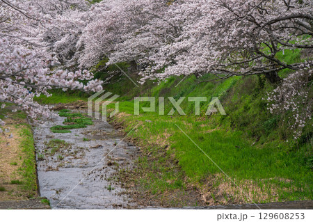 京都府綴喜郡井手町玉川の桜を撮影 129608253