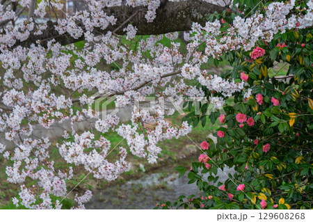 京都府綴喜郡井手町玉川の桜を撮影 129608268