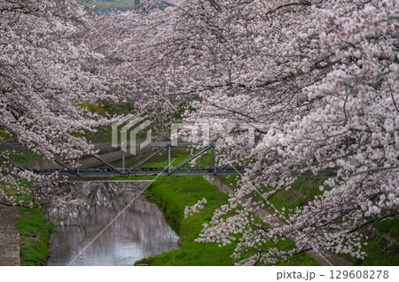 京都府綴喜郡井手町玉川の桜を撮影 129608278