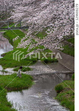 京都府綴喜郡井手町玉川の桜を撮影 129608279
