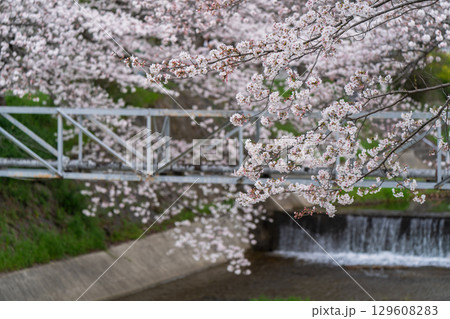 京都府綴喜郡井手町玉川の桜を撮影 129608283