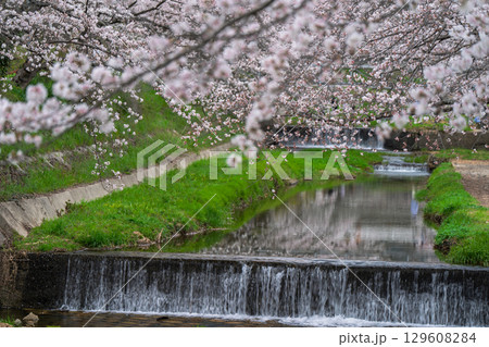 京都府綴喜郡井手町玉川の桜を撮影 129608284