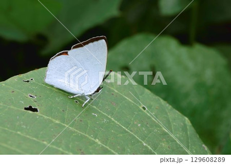 ウラギンシジミ 129608289