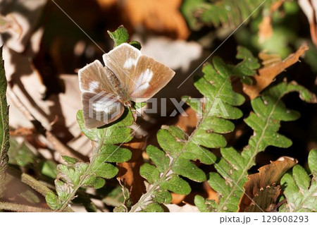 ウラギンシジミ ウラギンシジミ 129608293