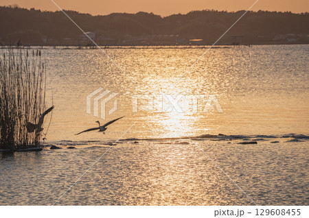 茨城　霞ヶ浦のアオサギ 129608455