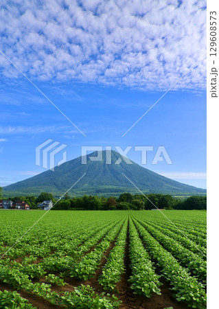 大豆畑と羊蹄山（北海道・真狩村） 129608573