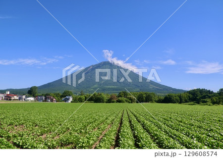 大豆畑と羊蹄山（北海道・真狩村） 129608574
