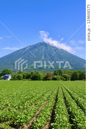 大豆畑と羊蹄山（北海道・真狩村） 129608575