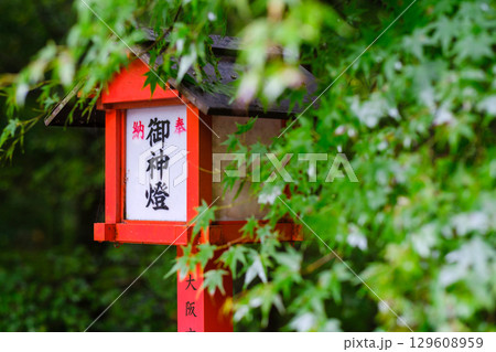 青もみじと御神燈　灯籠 129608959