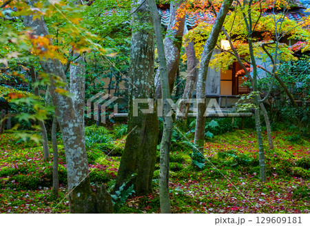 紅葉に包まれた祇王寺 紅葉に包まれた祇王寺 129609181