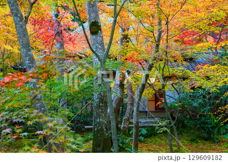 紅葉に包まれた祇王寺 129609182