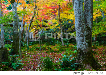 紅葉に包まれた祇王寺 129609184