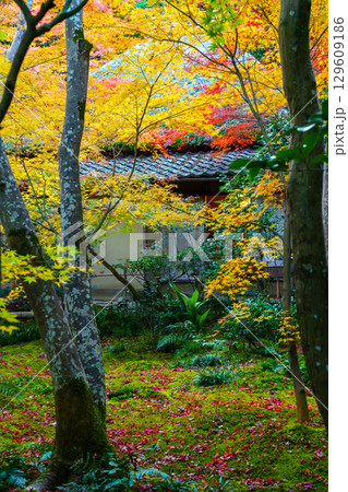 紅葉に包まれた祇王寺 129609186