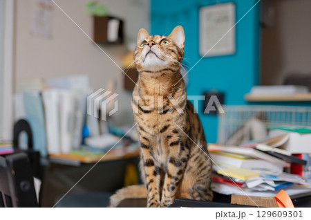 見つめる猫（ベンガルキャット） 129609301