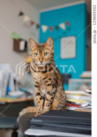 見つめる猫（ベンガルキャット） 129609302