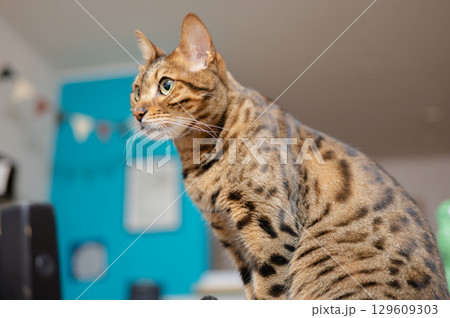 見つめる猫(ベンガルキャット) 見つめる猫(ベンガルキャット) 129609303