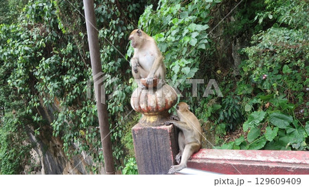 クアラルンプール バトゥ洞窟の猿 クアラルンプール バトゥ洞窟の猿 129609409