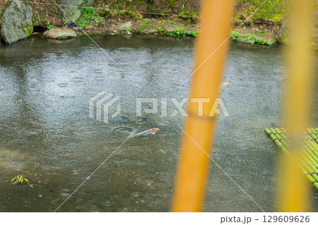雨が降りしっとりとした京都府八幡市松花堂公園を撮影 129609626