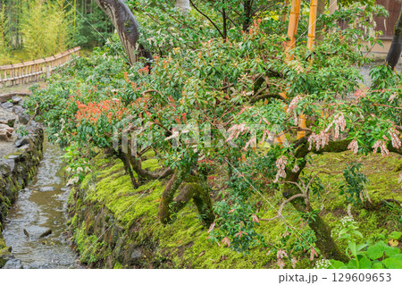 雨が降りしっとりとした京都府八幡市松花堂公園を撮影 雨が降りしっとりとした京都府八幡市松花堂公園を撮影 129609653