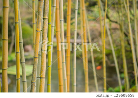 雨が降りしっとりとした京都府八幡市松花堂公園を撮影 129609659