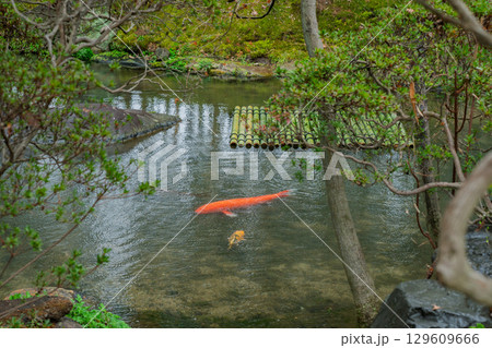 雨が降りしっとりとした京都府八幡市松花堂公園を撮影 雨が降りしっとりとした京都府八幡市松花堂公園を撮影 129609666