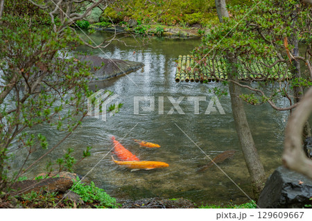 雨が降りしっとりとした京都府八幡市松花堂公園を撮影 雨が降りしっとりとした京都府八幡市松花堂公園を撮影 129609667