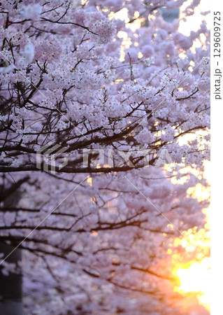 春の夕方の旧成徳中学校跡 129609725