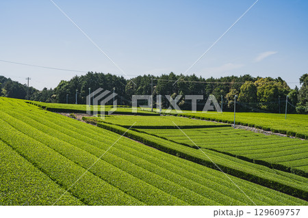 島田市の中條景昭像公園周辺の茶畑の風景(静岡県) 島田市の中條景昭像公園周辺の茶畑の風景(静岡県) 129609757