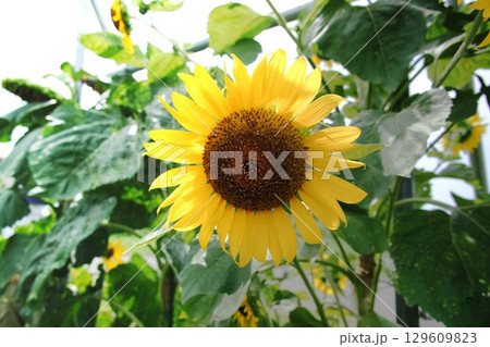 夏の花 129609823