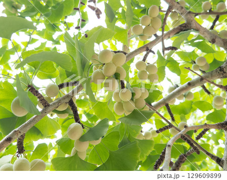 イチョウに実る銀杏（ぎんなん） 129609899