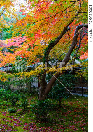 紅葉に包まれた祇王寺 129610001