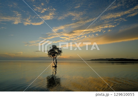 石垣島の一本マングローブ 石垣島の一本マングローブ 129610055
