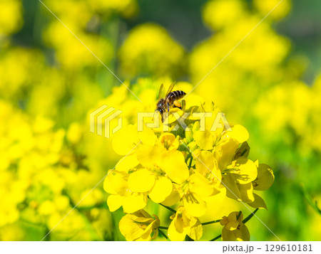春のたより　満開の菜の花畑で蜜を集めるかわいいミツバチ 129610181