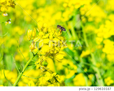 春のたより　満開の菜の花畑で蜜を集めるかわいいミツバチ 129610187